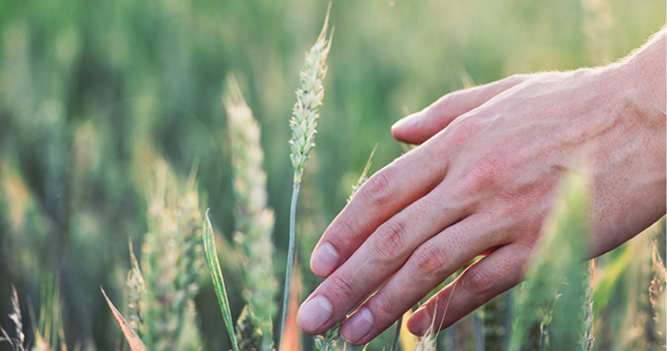 Hand touching rye