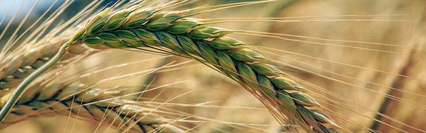 Nordic Rye Forum