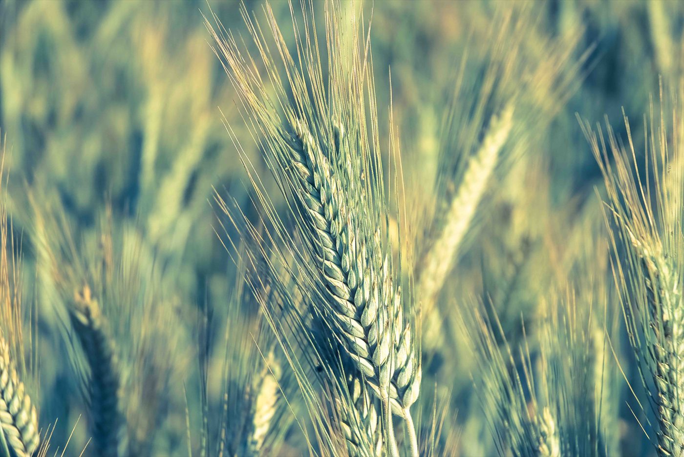 Rye kernels