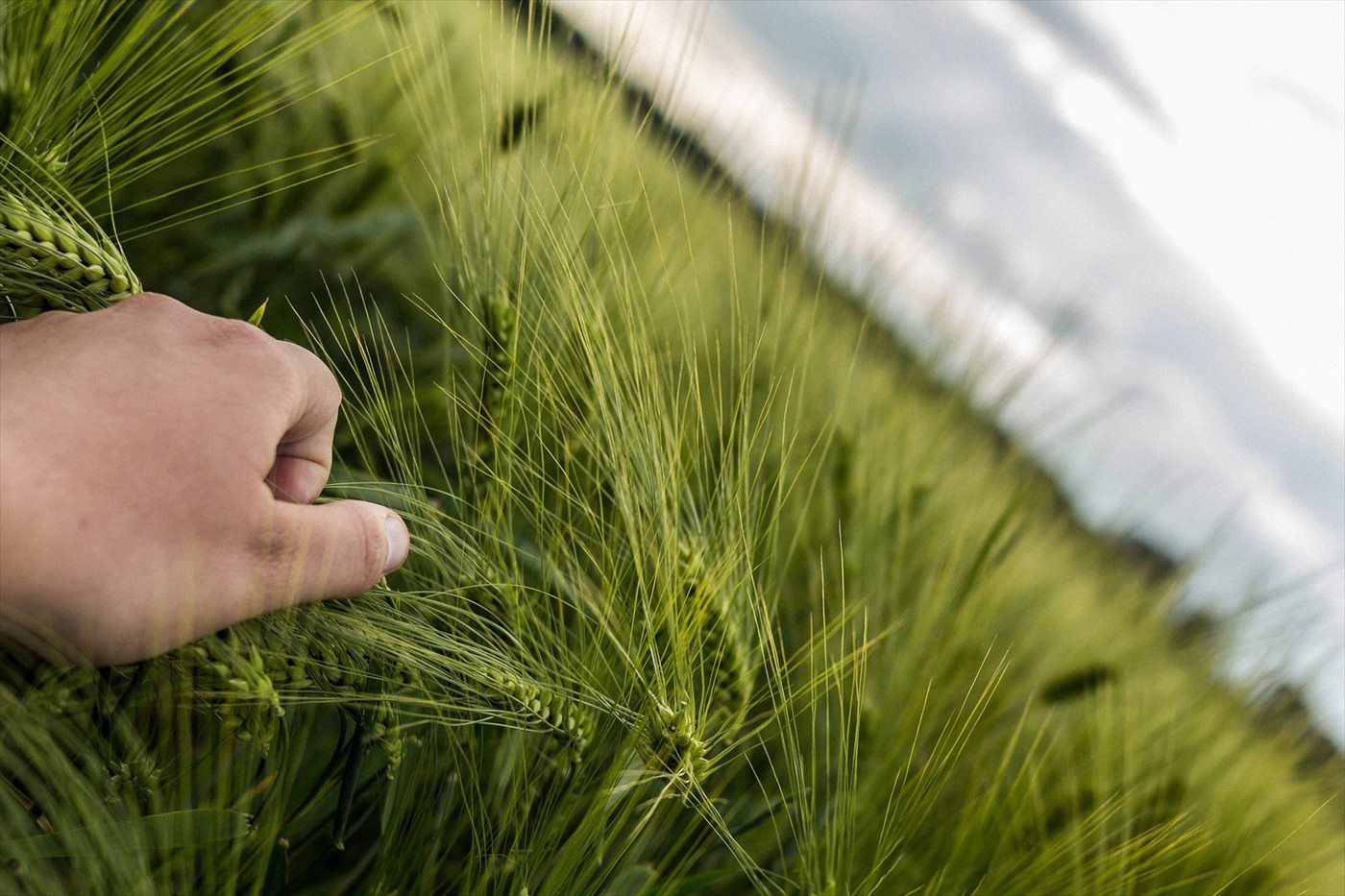 Illustration for the article: Enzyme treatment may increase health benefits from rye bran