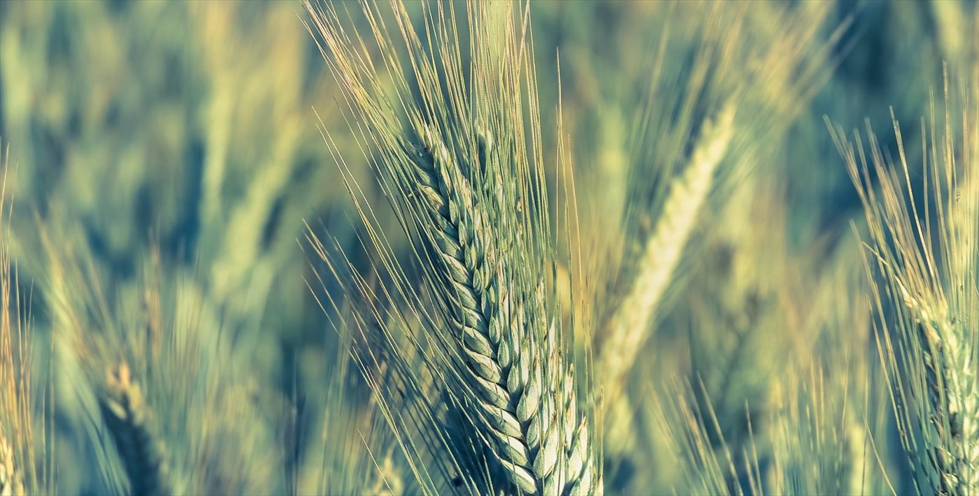A field of rye