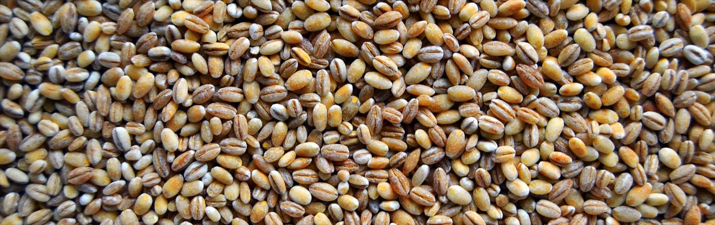 Questions and answers about rye