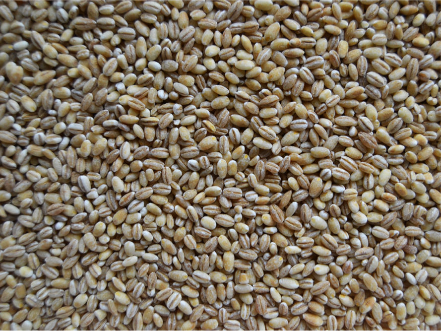 Pearl rye
